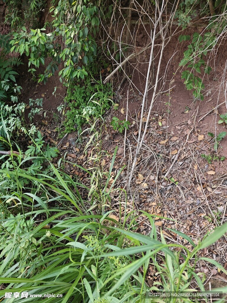 野外丛生的绿植与泥土