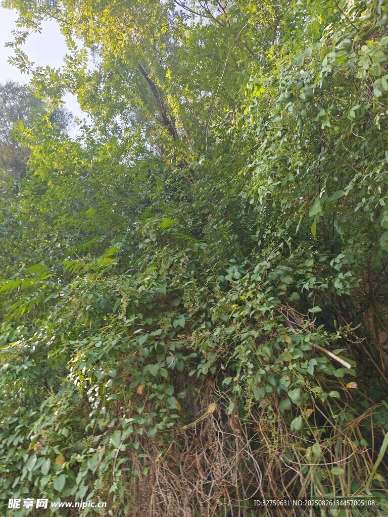 茂密绿植景观
