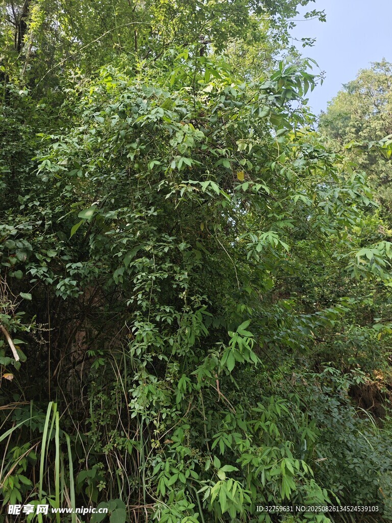 繁茂绿植