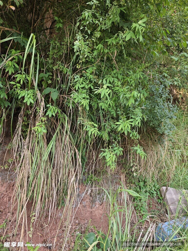 林间草丛景致