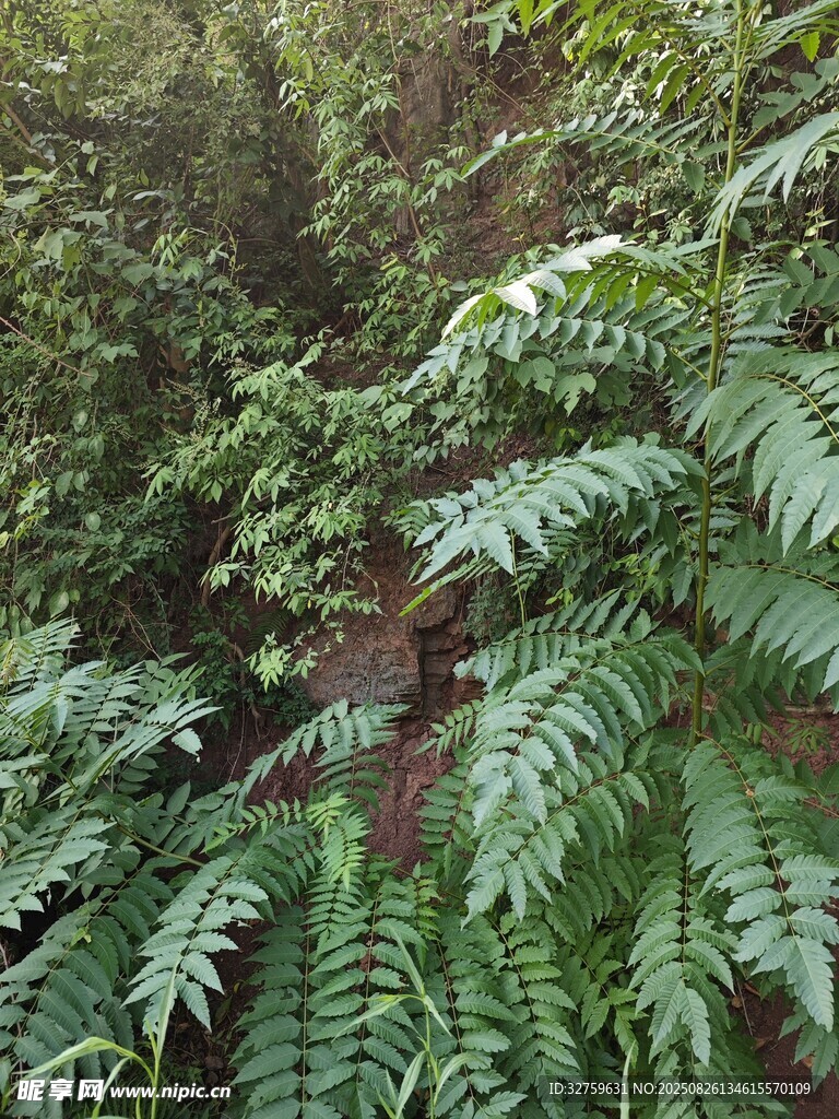 茂密蕨类植物景观