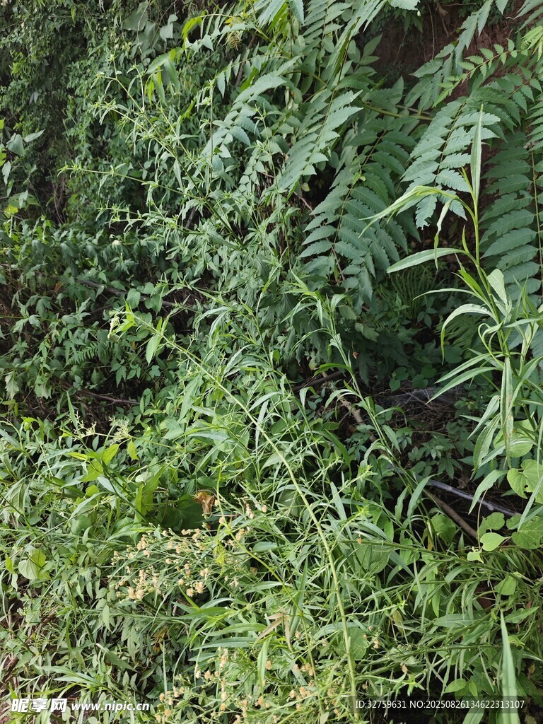 茂密绿植景观