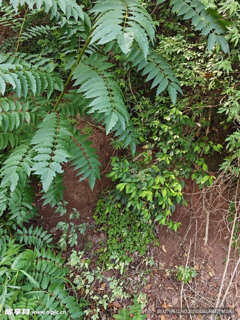 茂密蕨类植物与周边植被