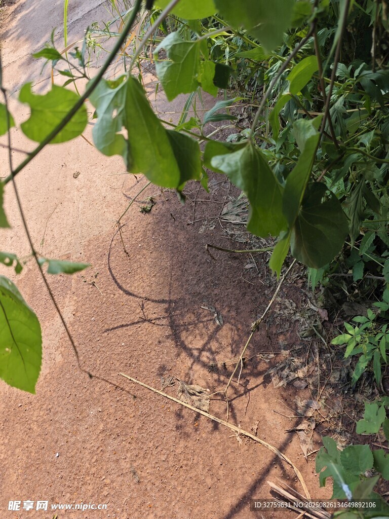 小径旁的绿植与地面景象