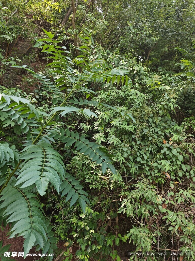 繁茂绿植景观