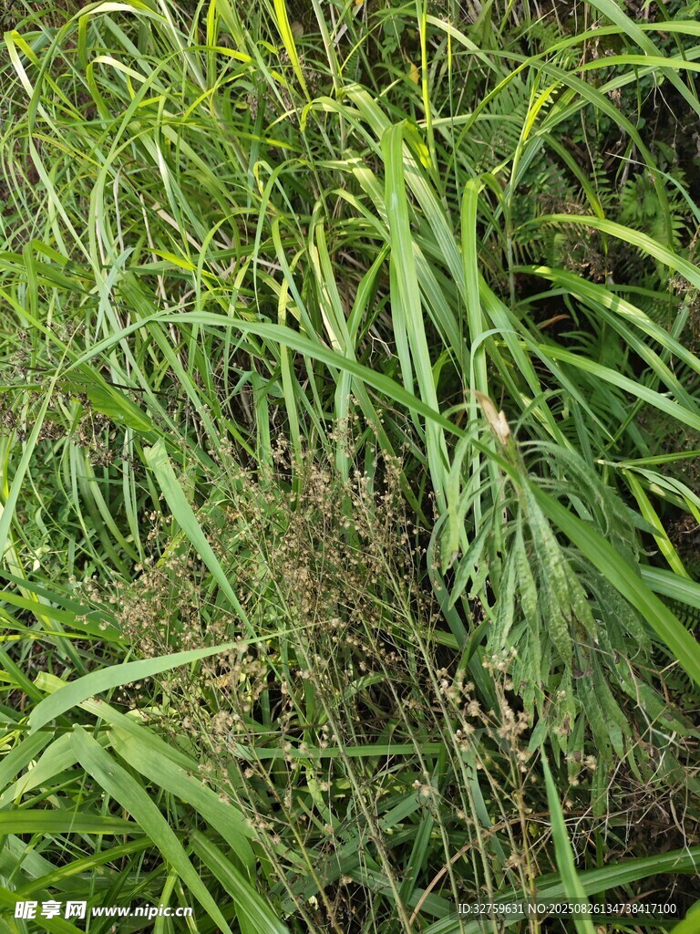 茂盛的绿色草丛