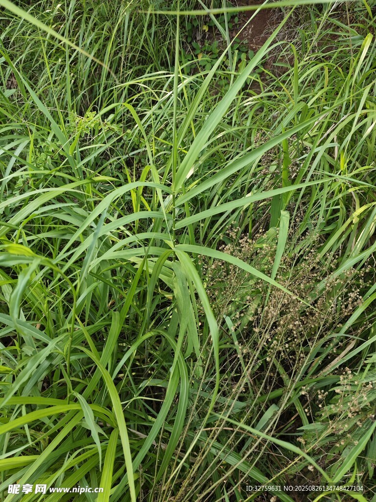 茂盛的绿色草丛