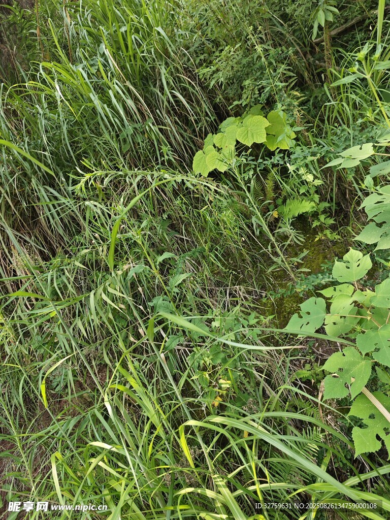 雨中翠绿的野草与蕨类植物