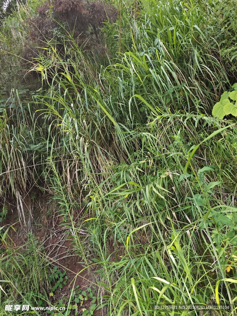 繁茂草丛中的多彩植物