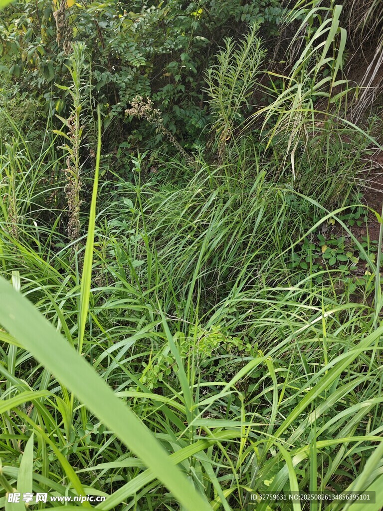 野外茂密的绿色植物景观