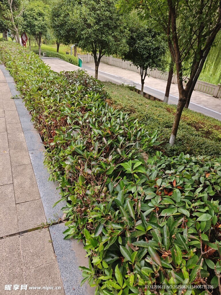 公园绿植小径景观