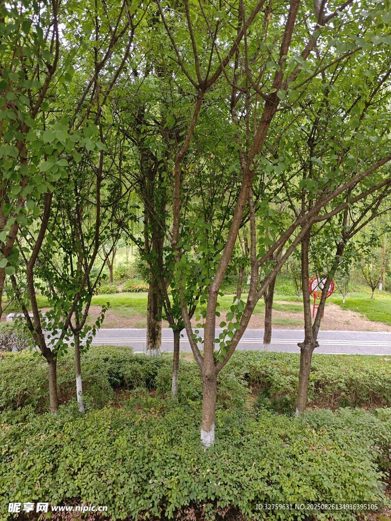 绿树成荫的自然景观