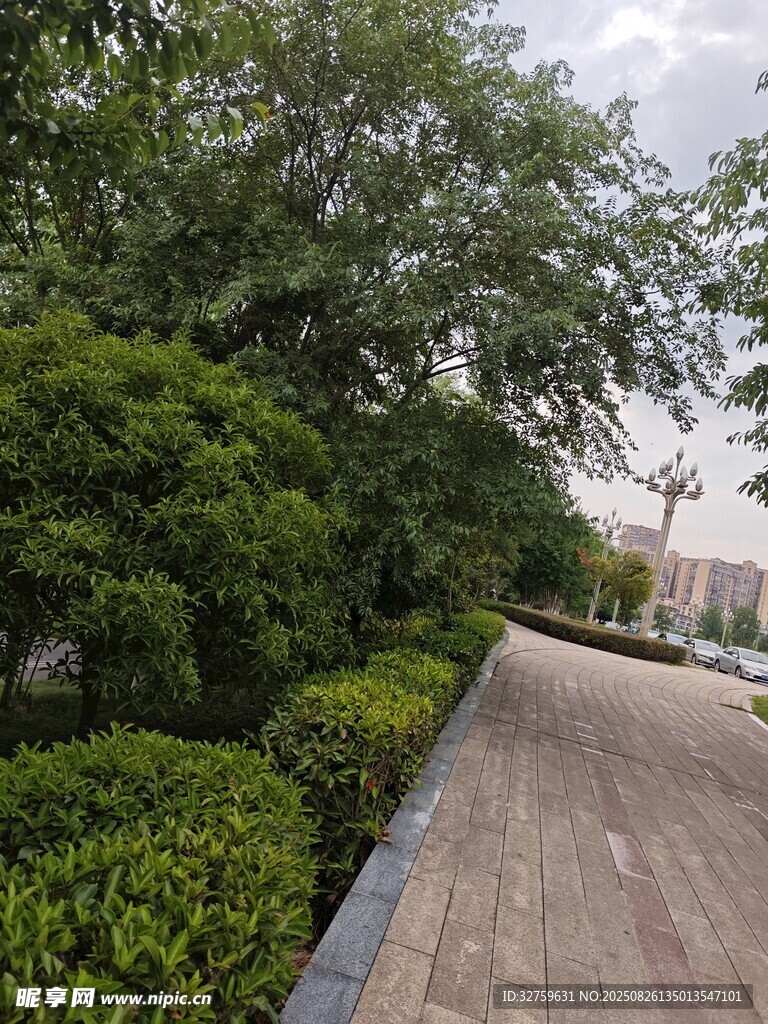 林荫小道