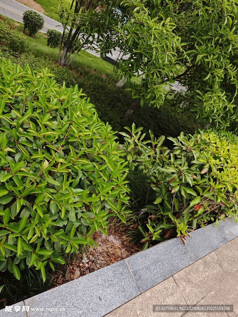 路边翠绿灌木景观