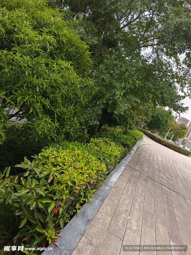 林荫木栈道 