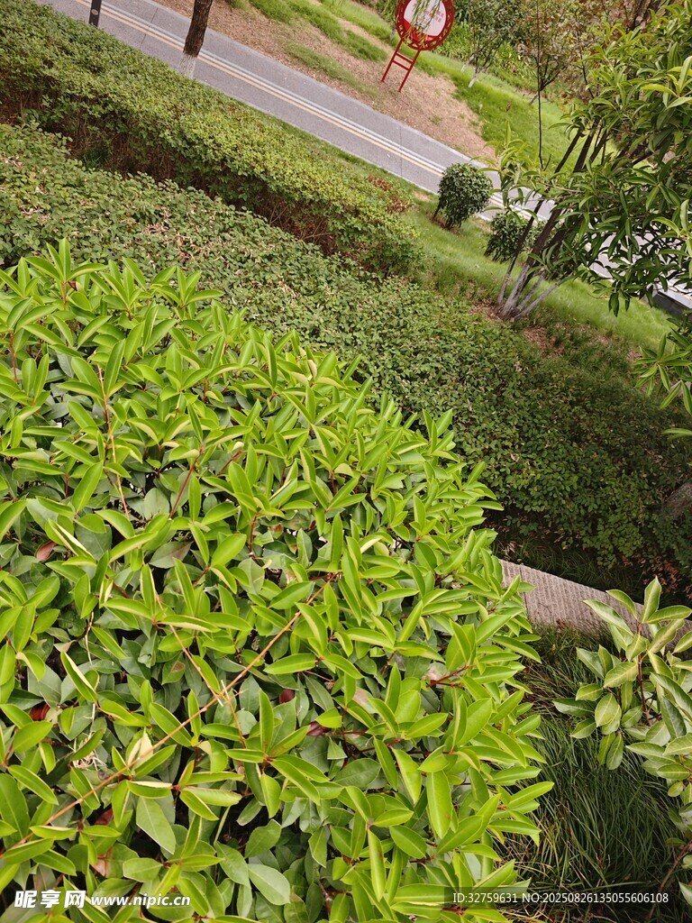 绿意盎然的园林植物景观