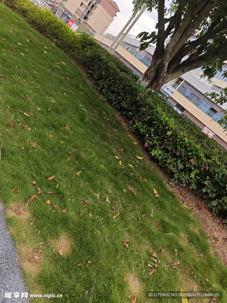 城市中的绿意草坪景观