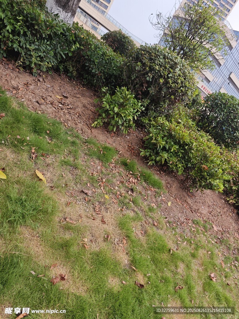 小区内的绿植景观