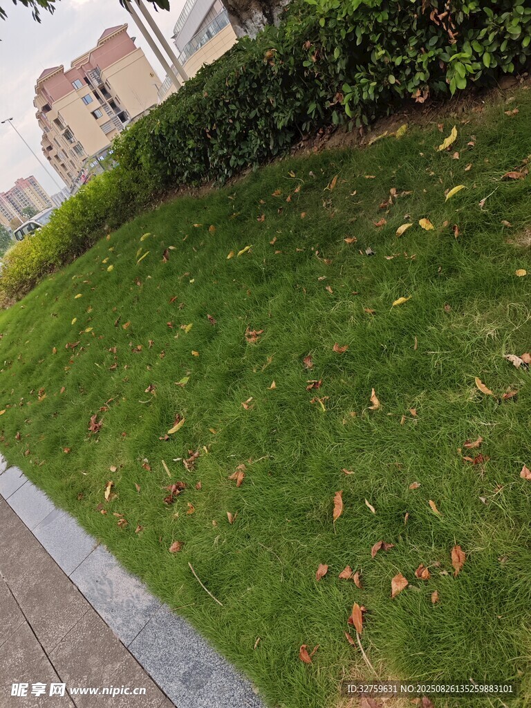 路边翠绿草坪带零星落叶