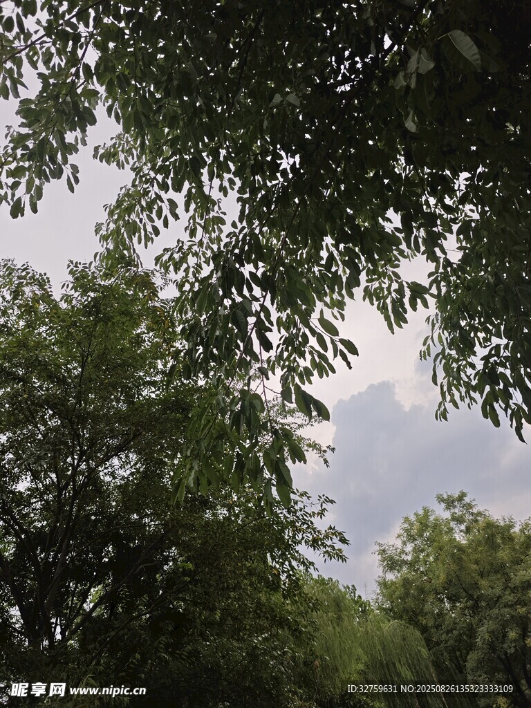 绿荫蔽日的林间景致