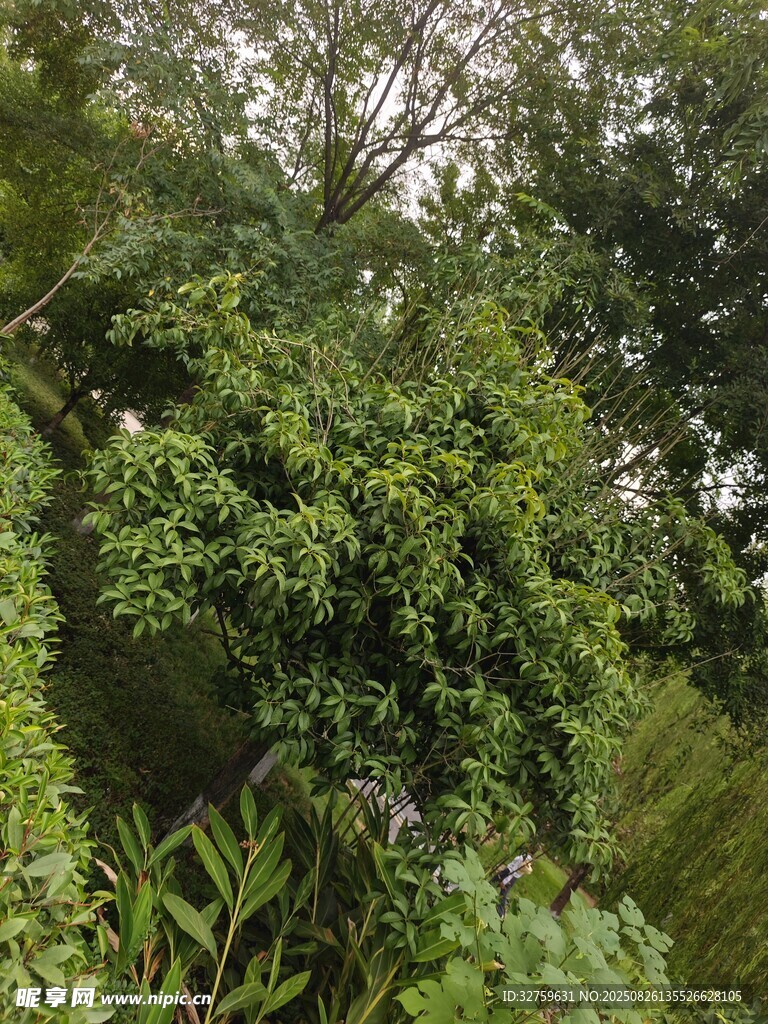 繁茂绿植景观