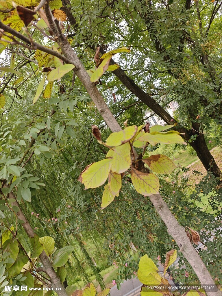 枝头黄叶与繁茂绿叶交织