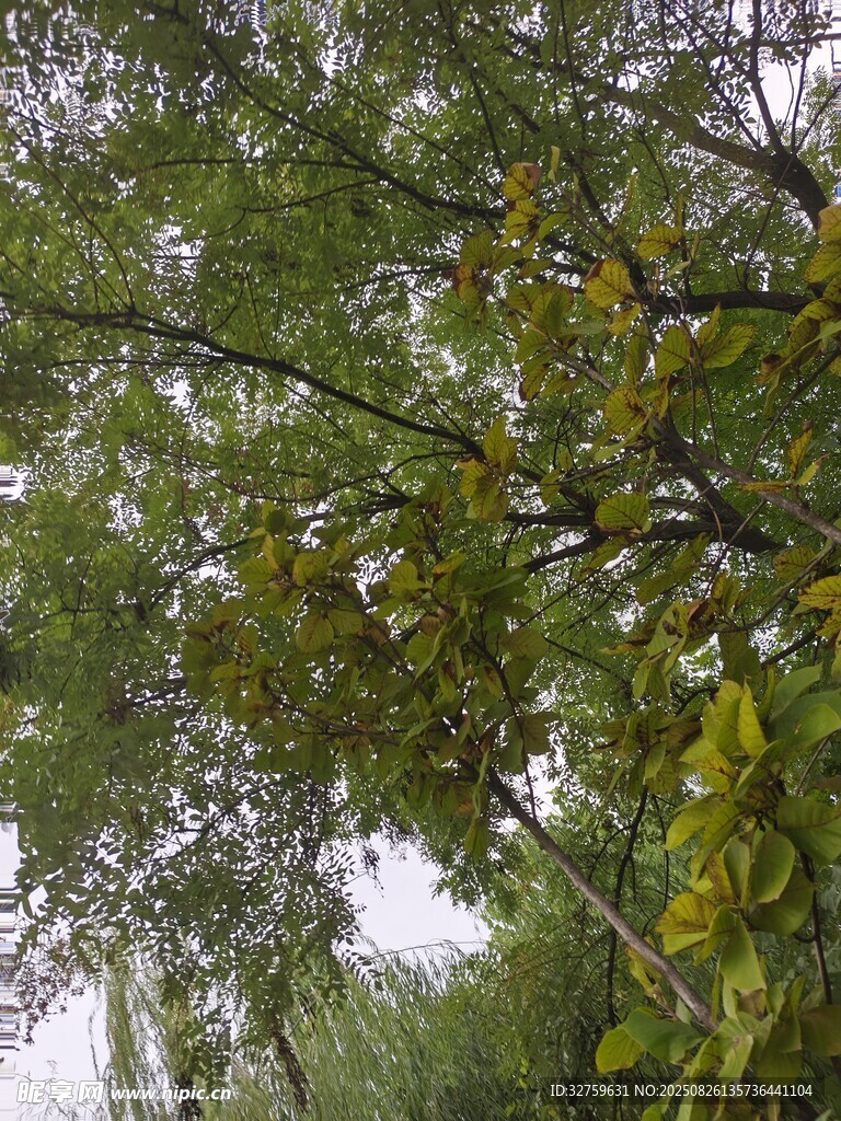 枝叶繁茂的绿树景观