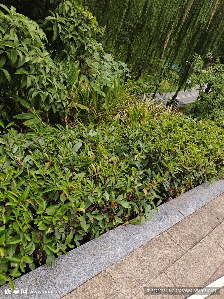 路边繁茂绿植景观
