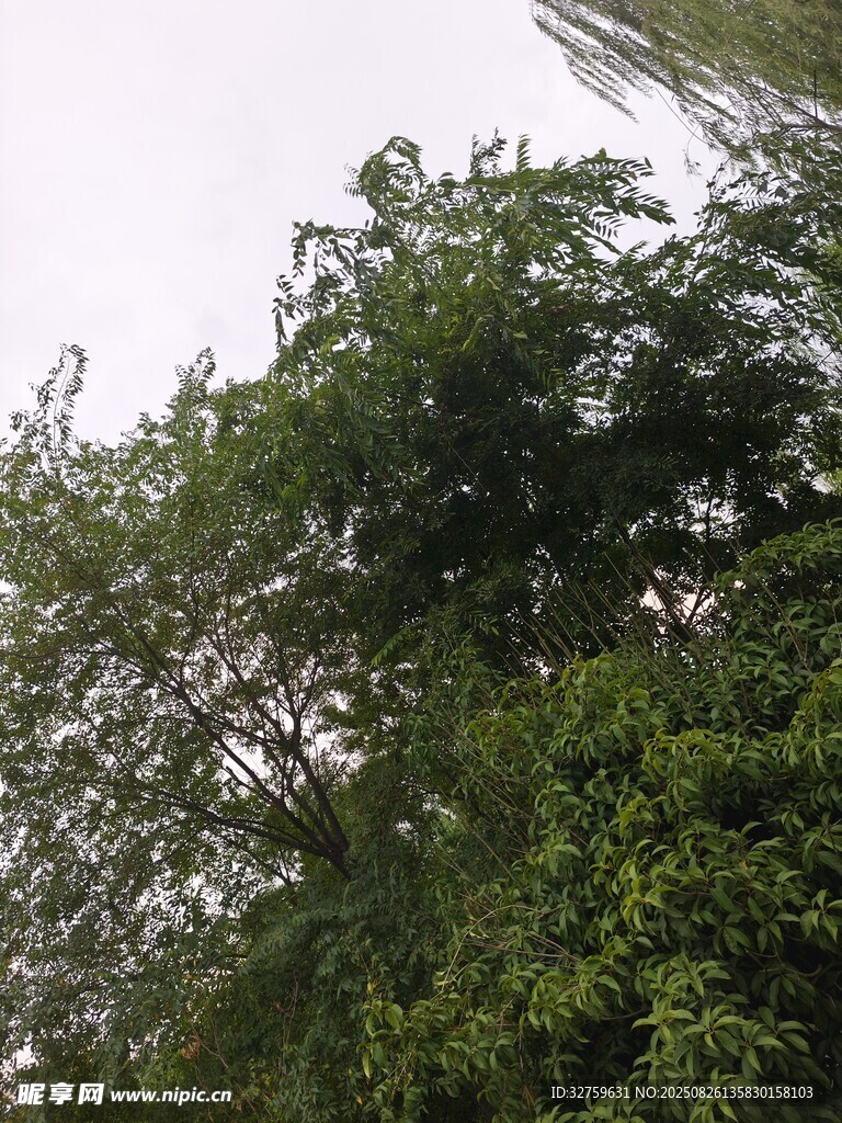 繁茂绿树景观