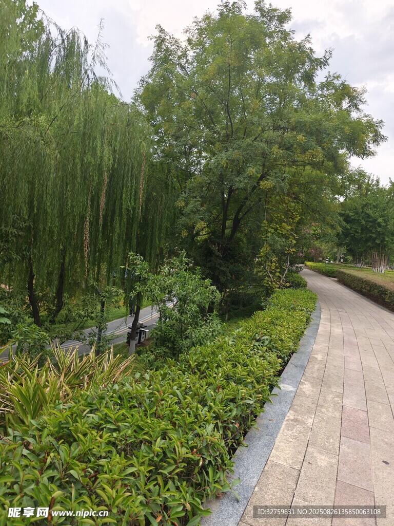 林荫小道旁的绿植景观