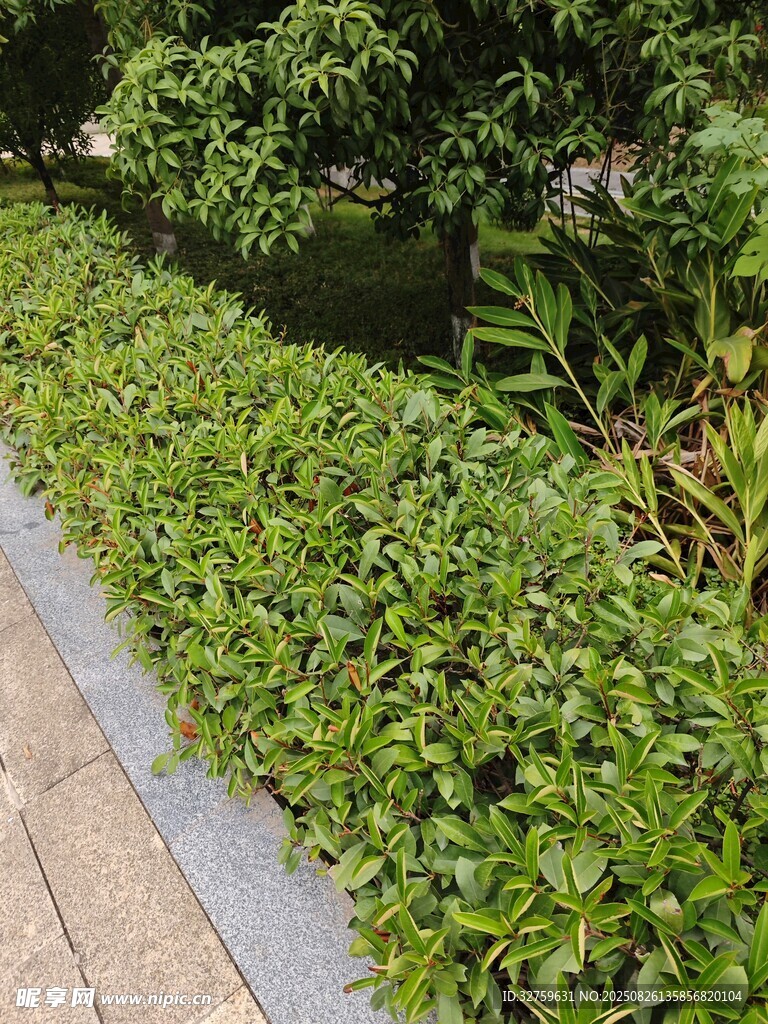 路边繁茂绿植景观