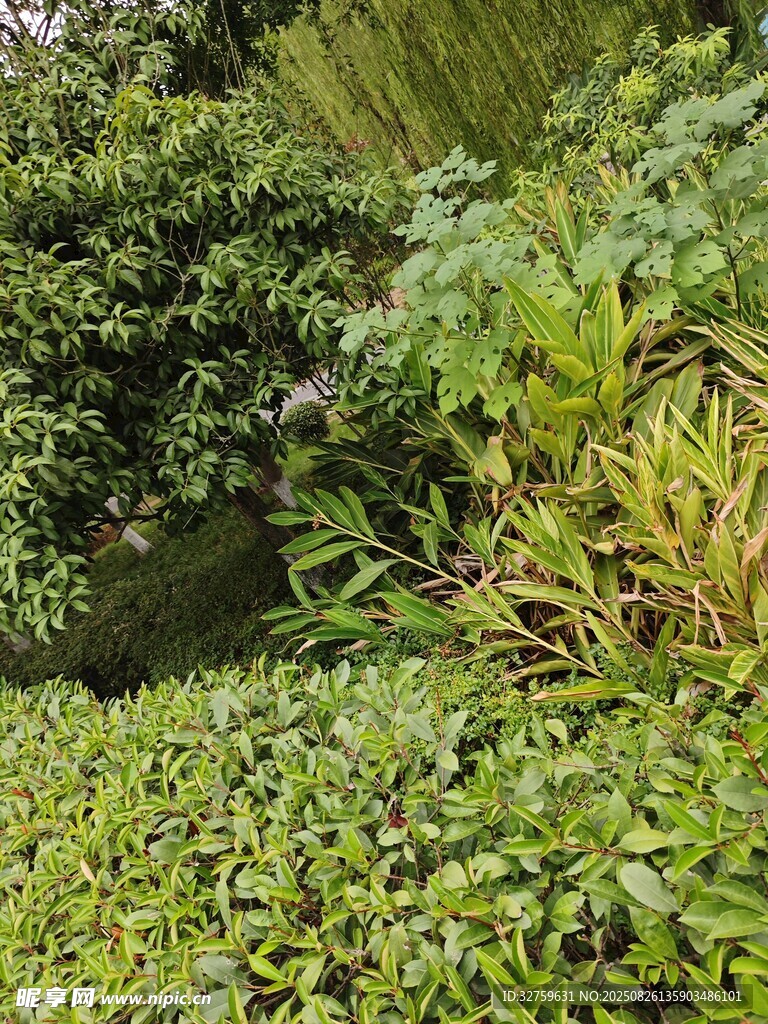 绿意盎然的繁茂植物景观