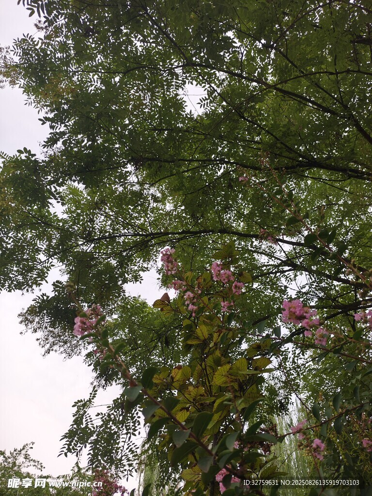 繁茂绿树间的烂漫繁花