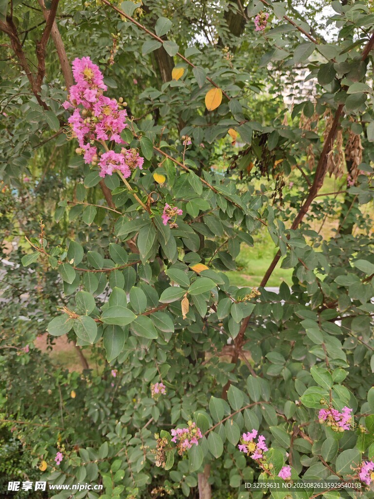 粉色花卉点缀绿植间