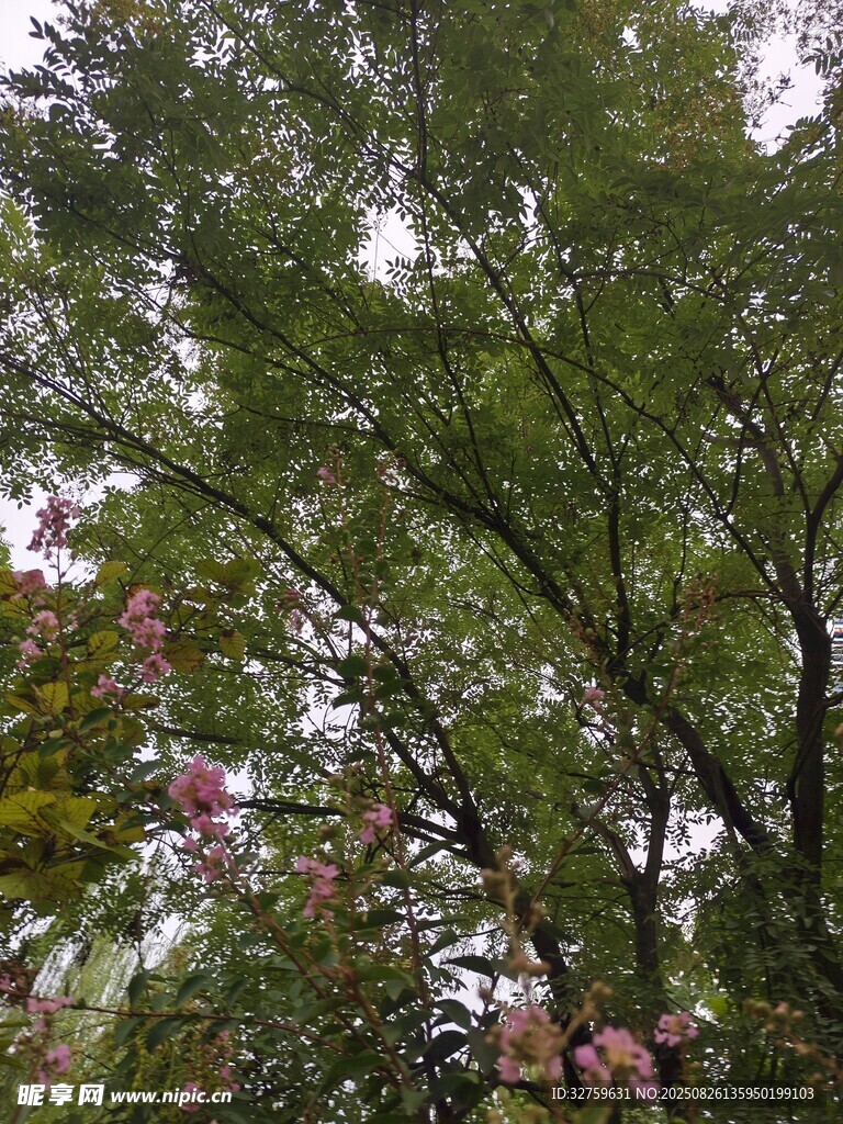 繁茂绿树间的多彩枝叶