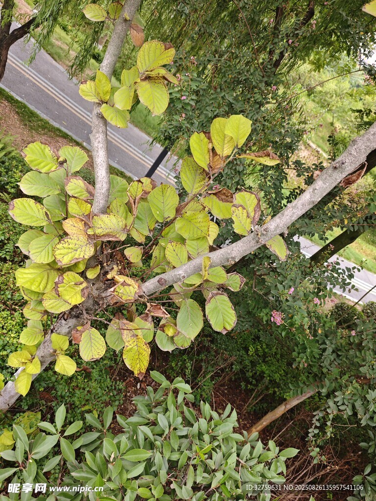枝头黄绿相间的繁茂树叶
