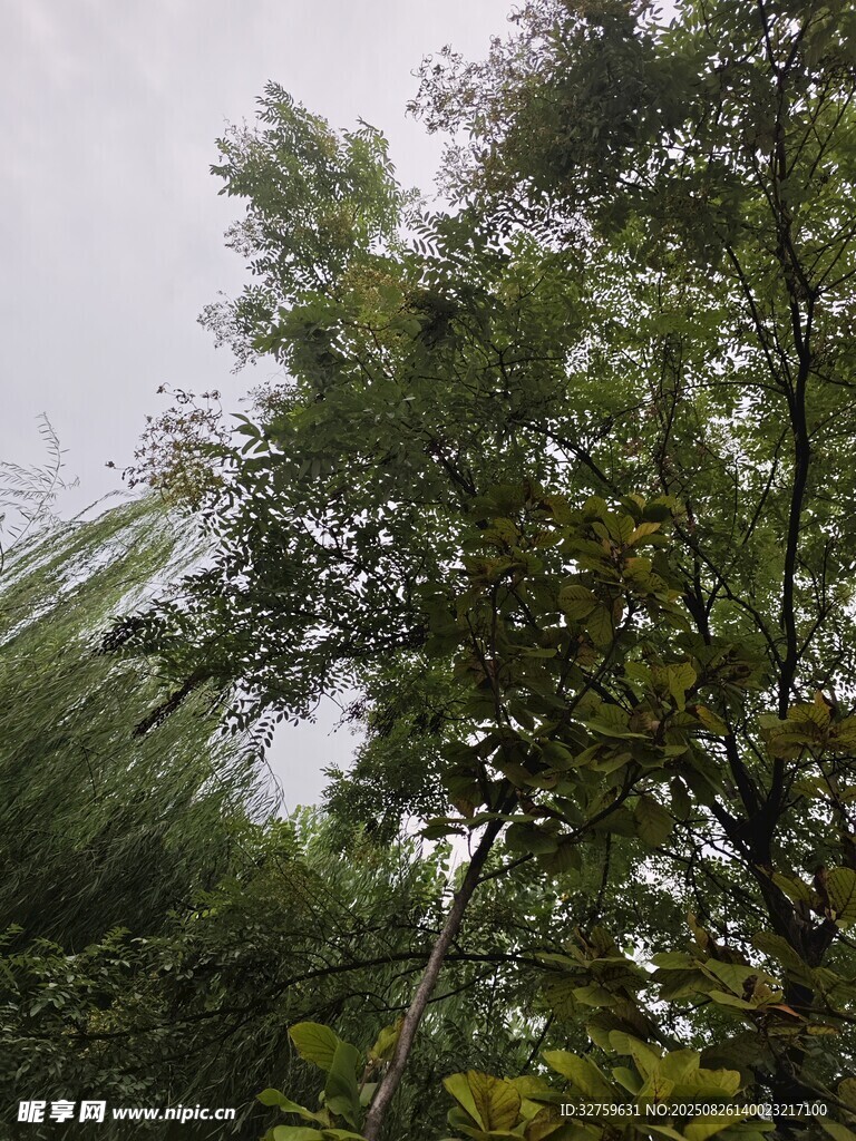 繁茂绿树 