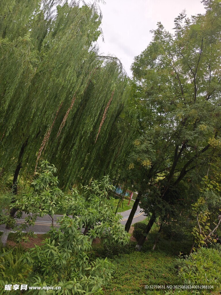 绿意盎然的林间景致