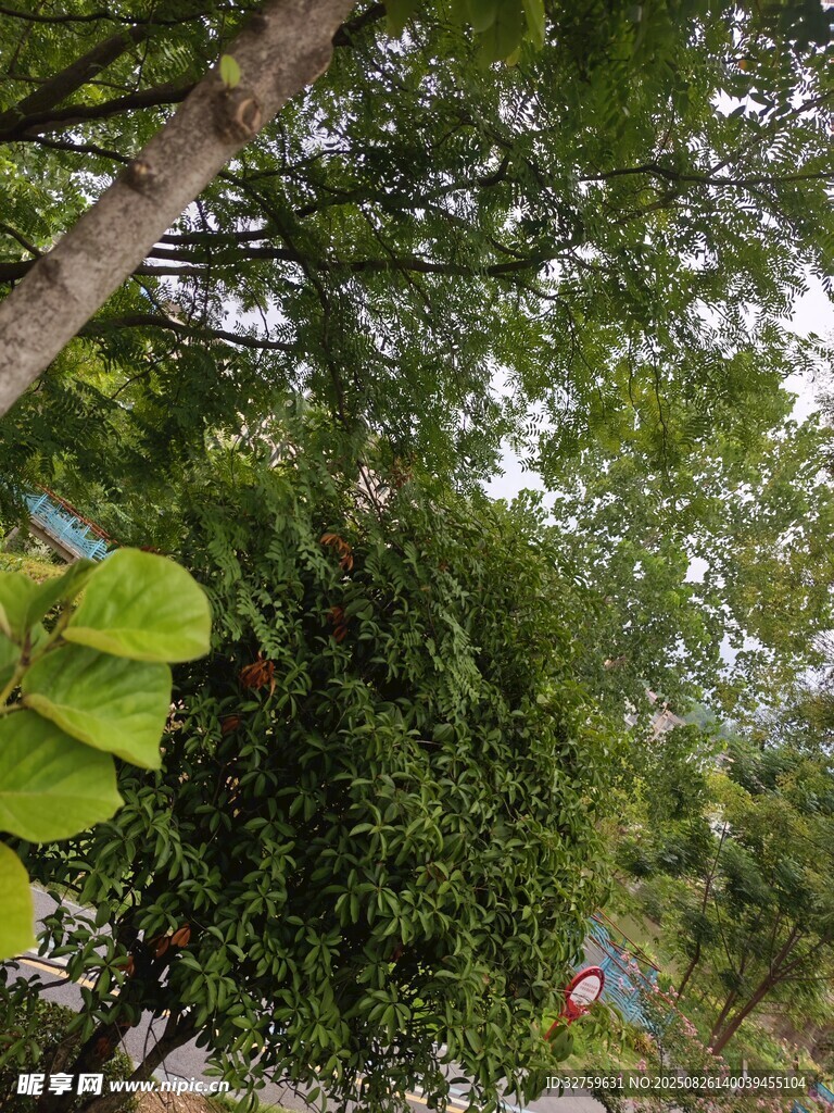 繁茂绿树成荫的自然景象