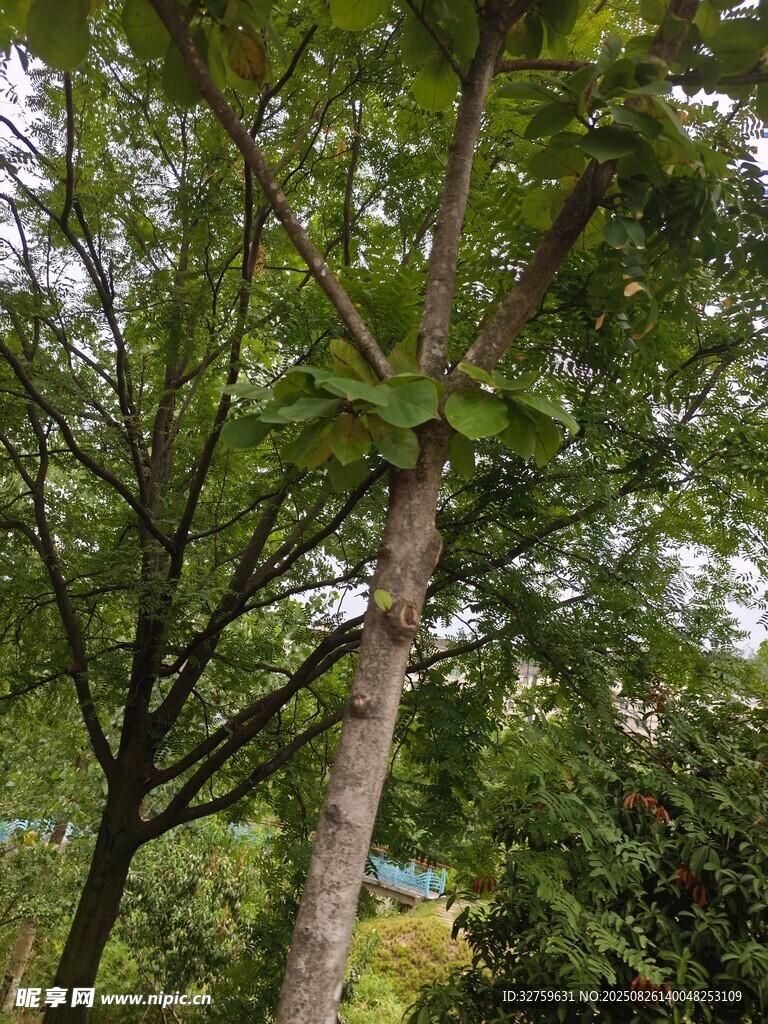 繁茂树林中的绿意景象
