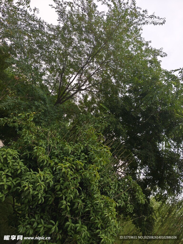 繁茂绿树景观