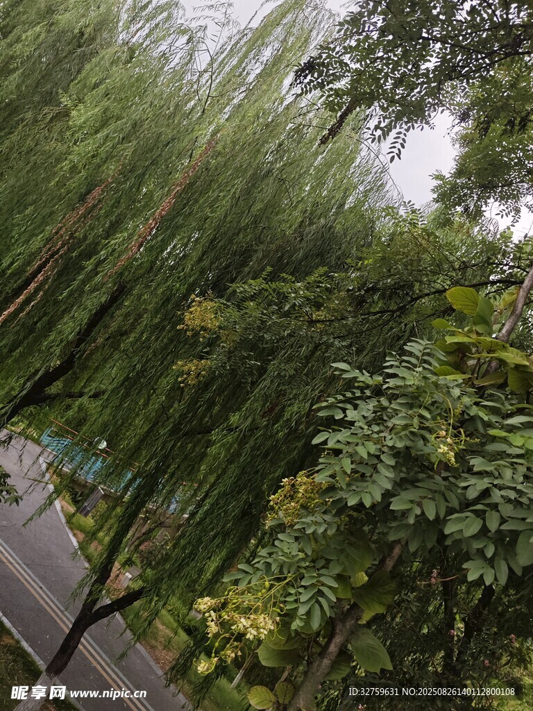 竹林旁的葱郁绿树