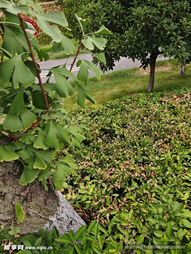 绿意盎然的草地与绿植