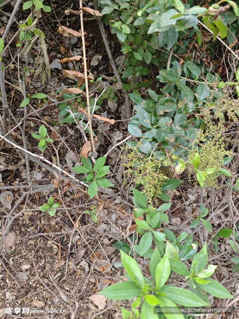 林间多样绿植景观