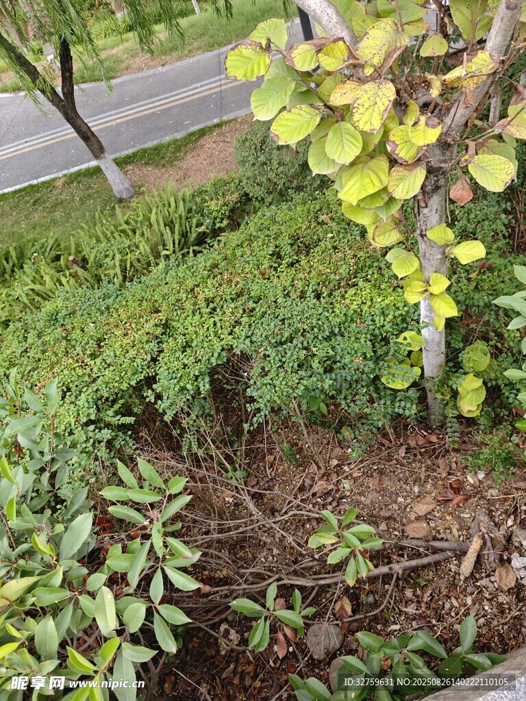 路边绿植景观
