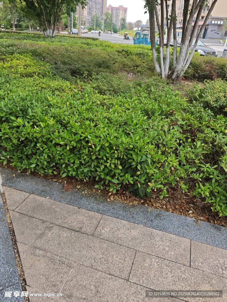 城市街边绿植景观