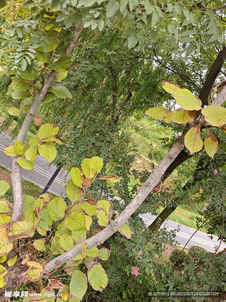 枝头绿叶繁茂的生机景象
