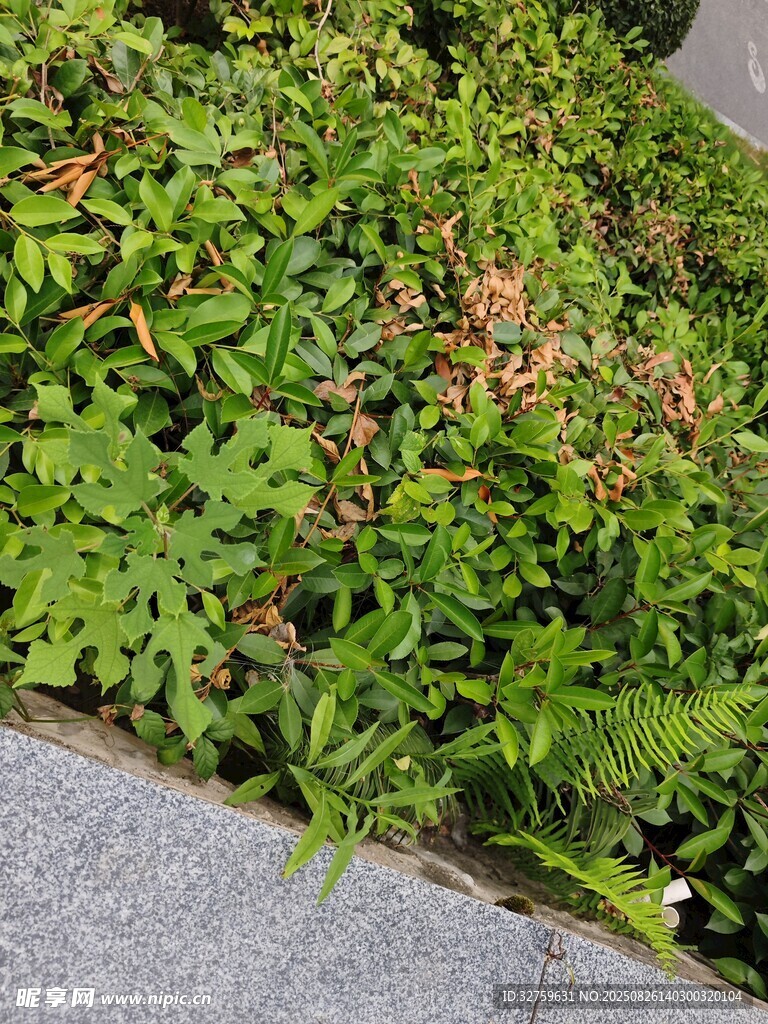路边绿植景观