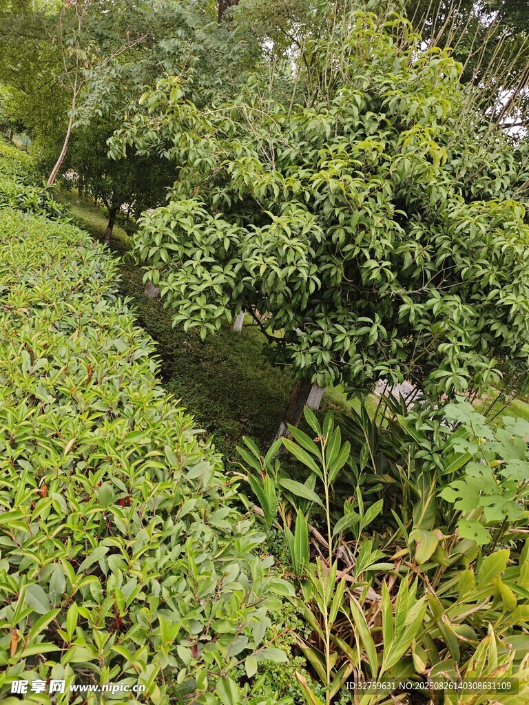 绿意盎然的繁茂植物景观