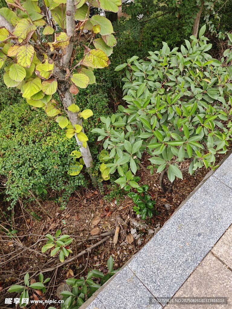 路边绿植景观